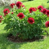 Kada presaditi božure u proljeće ili jesen